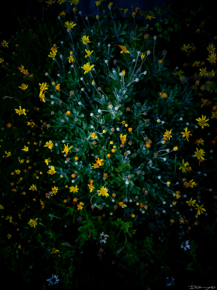 Pretty things that I wanted to take pictures of around Berkeley in 2023.